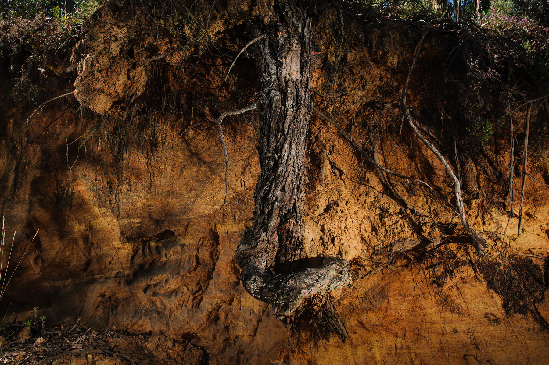 20 | SOLAR, Nelson d’Aires