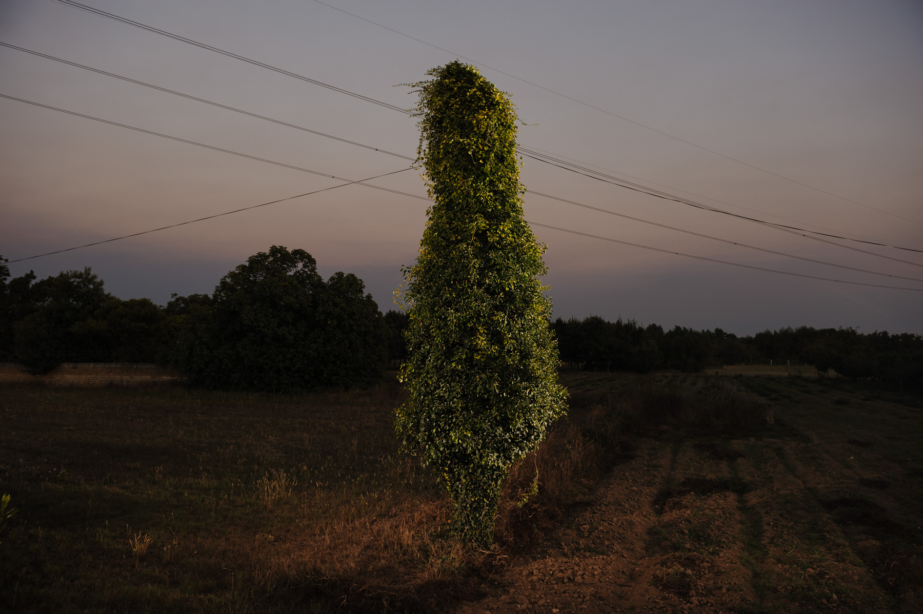 22 | SOLAR, Nelson d’Aires